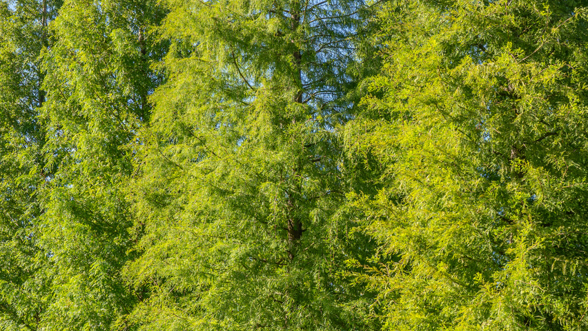 Taxodium distichum Stammbüsche