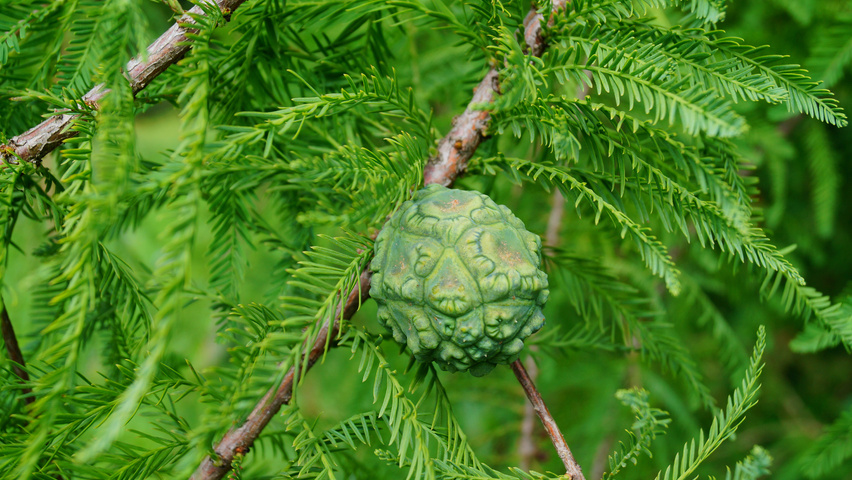 Taxodium distichum Frucht