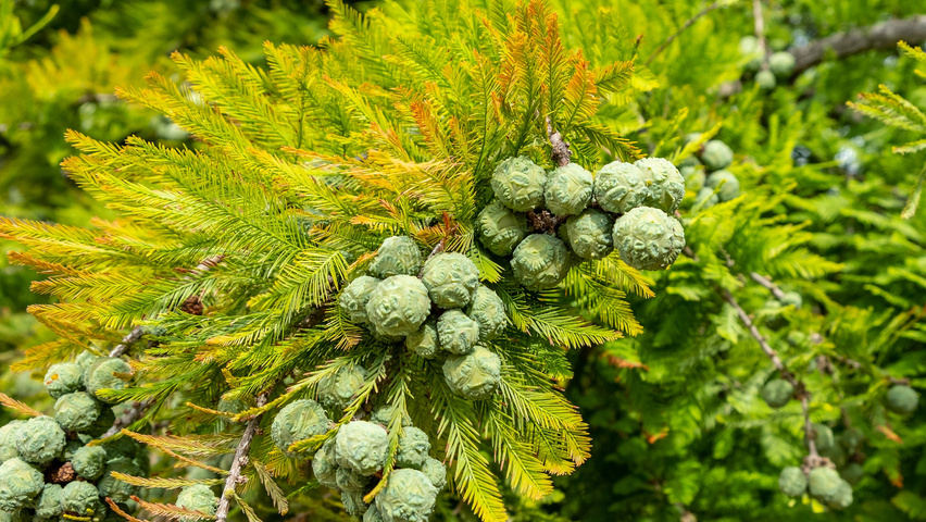 Taxodium distichum Frucht