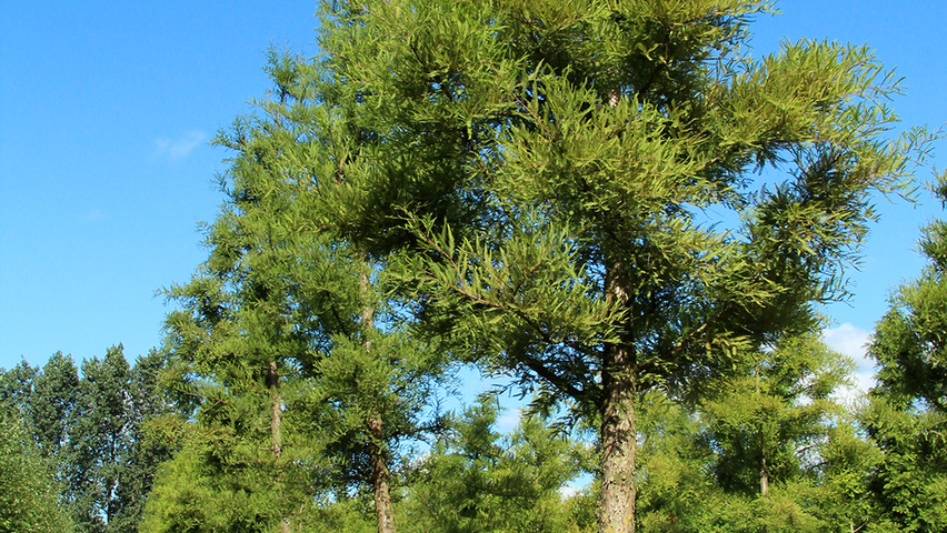 Taxodium distichum hochstämmig