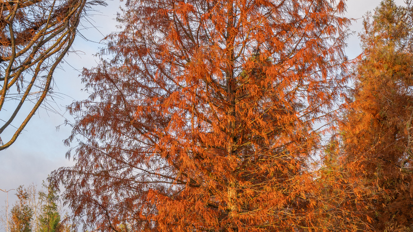 Taxodium distichum hochstämmig