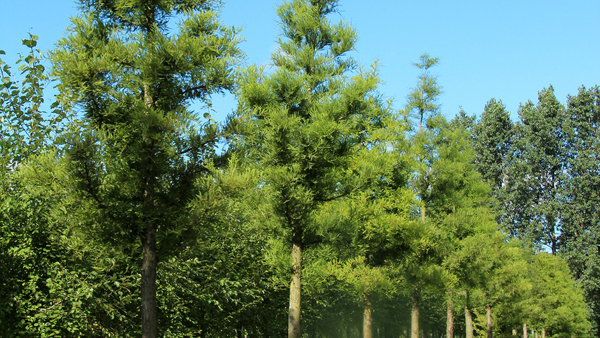 Taxodium distichum hochstämmig
