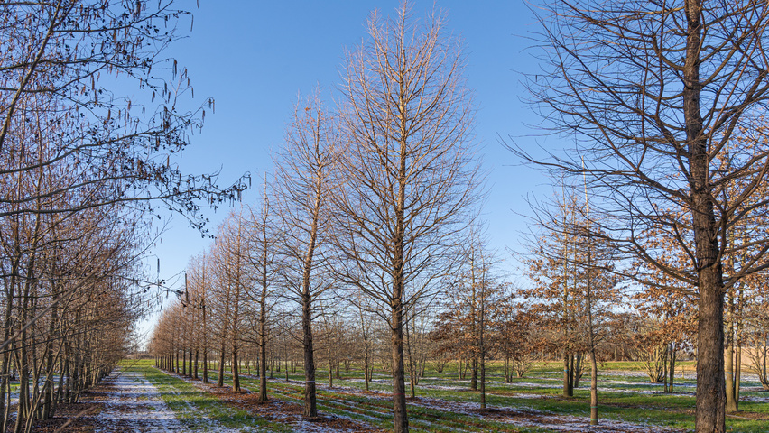 Taxodium distichum hochstämmig