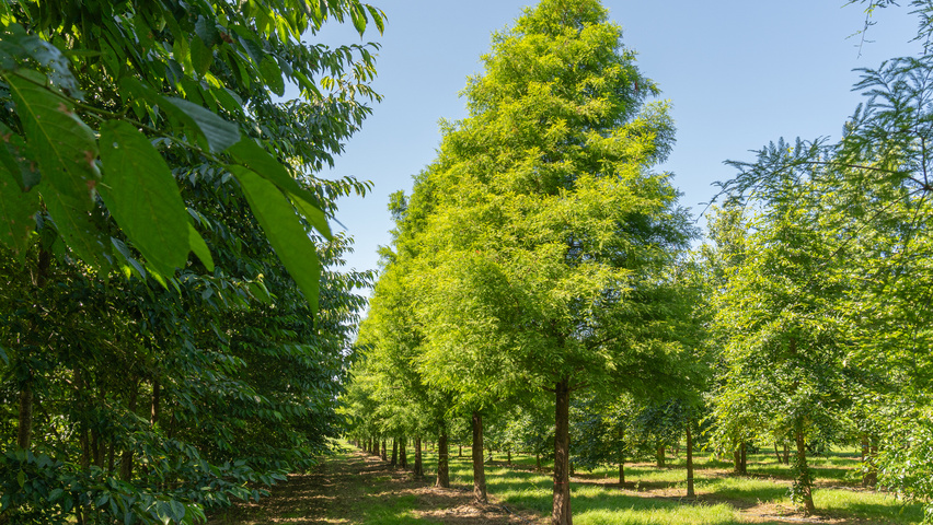 Taxodium distichum hochstämmig