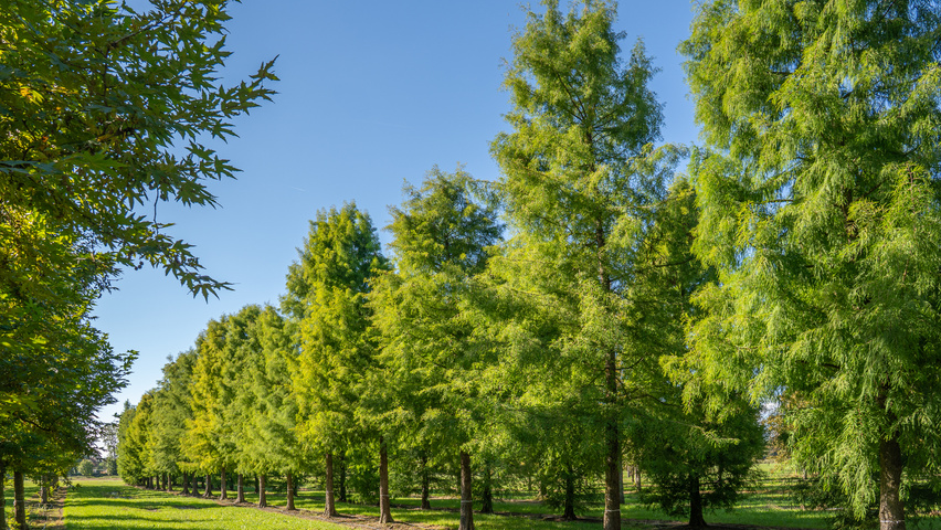 Taxodium distichum hochstämmig