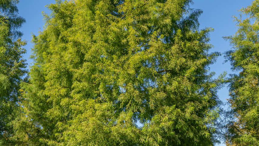 Taxodium distichum hochstämmig
