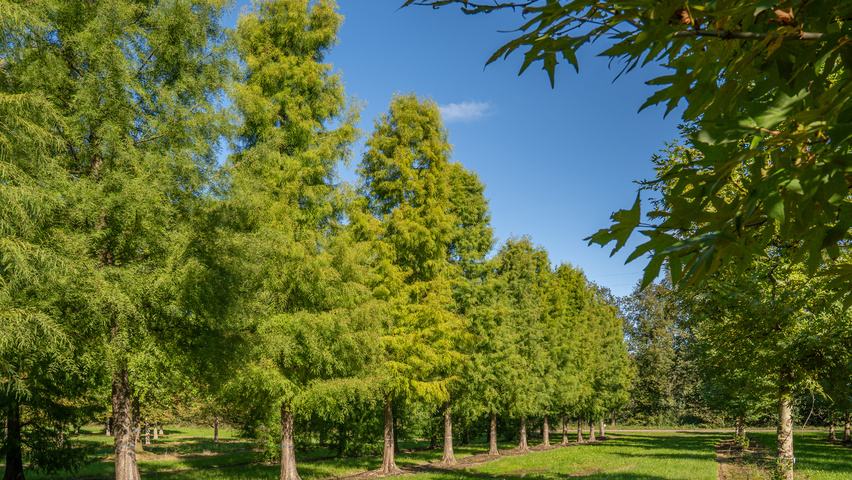 Taxodium distichum hochstämmig