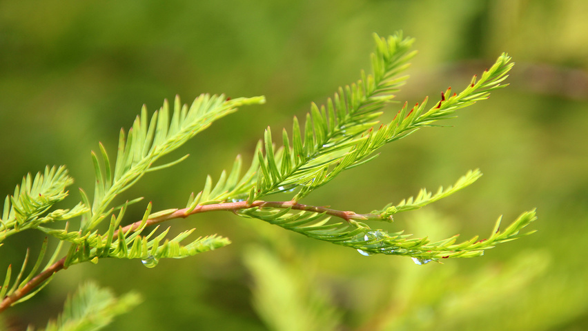 Taxodium distichum Blatt
