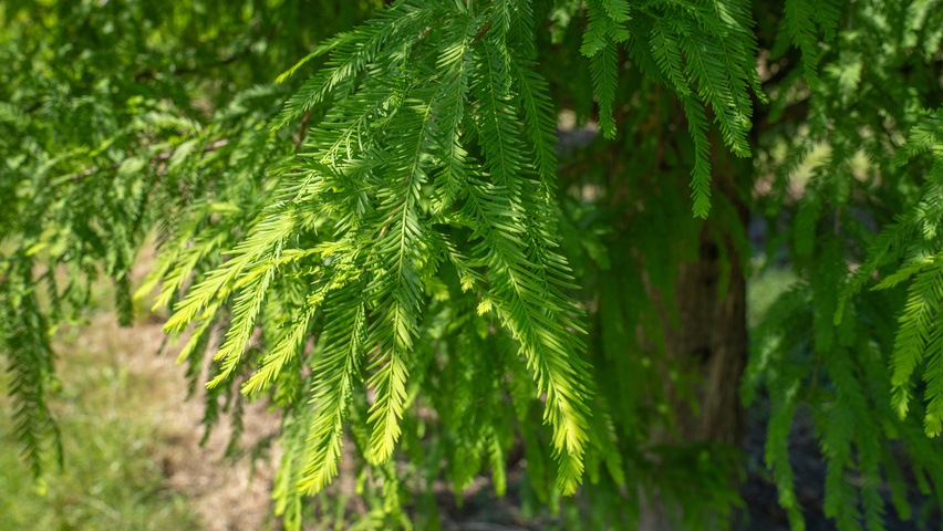 Taxodium distichum Blatt