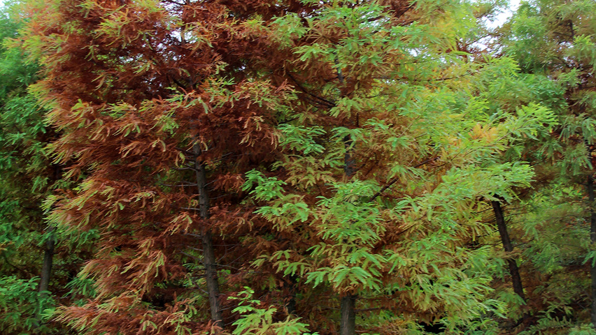 Taxodium distichum mehrstämmige