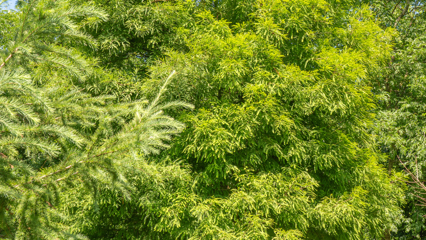 Taxodium distichum mehrstämmige