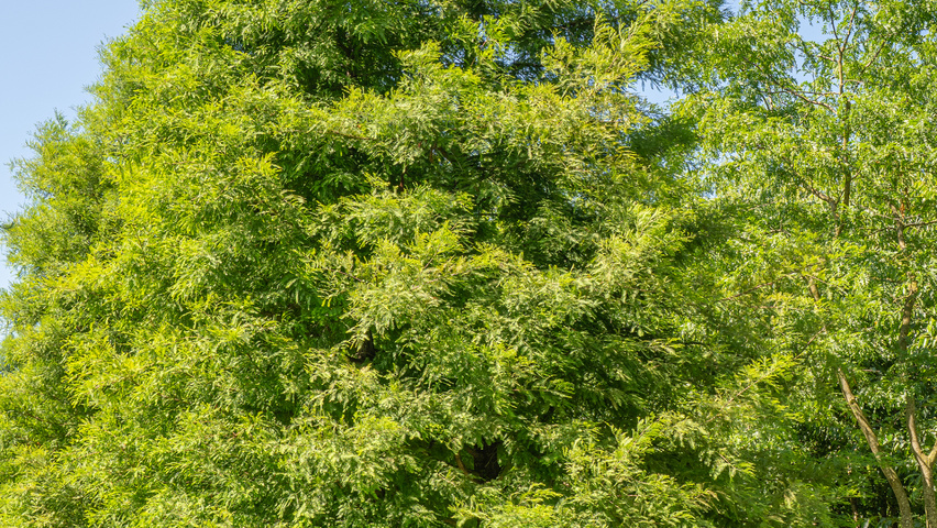 Taxodium distichum mehrstämmige