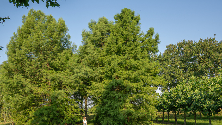Taxodium distichum mehrstämmige