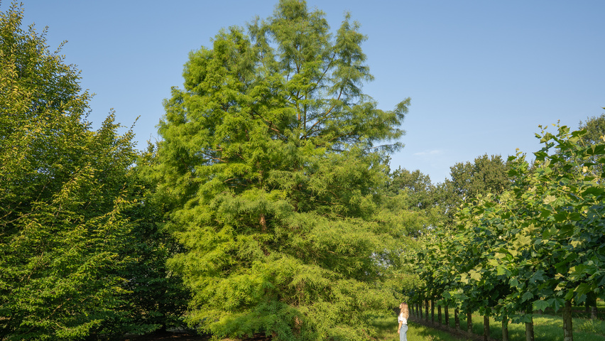 Taxodium distichum mehrstämmige