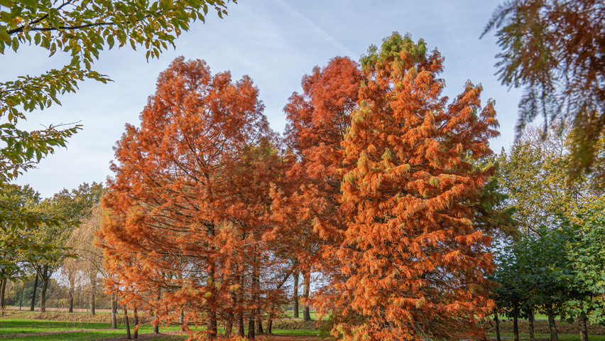 Taxodium distichum mehrstämmige