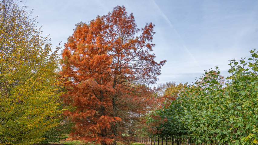 Taxodium distichum mehrstämmige