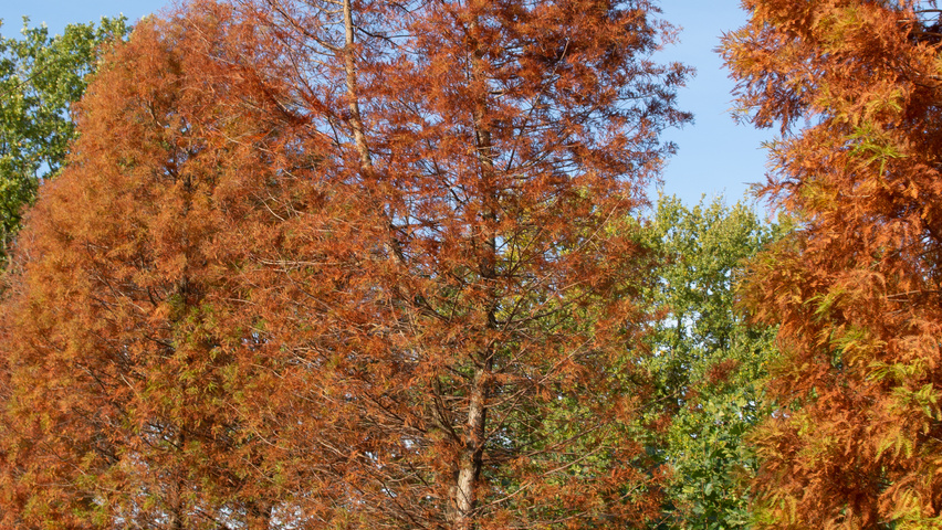 Taxodium distichum mehrstämmige