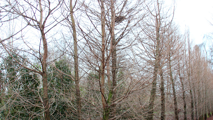 Taxodium distichum mehrstämmige