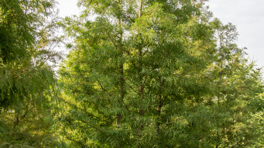 Taxodium distichum mehrstämmige