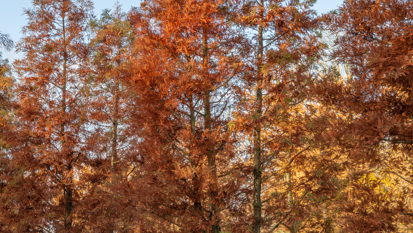 Taxodium distichum mehrstämmige