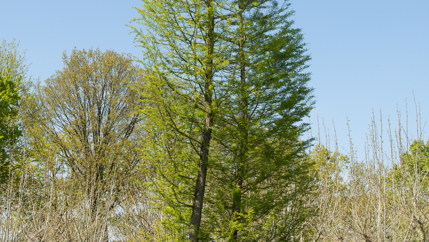 Taxodium distichum mehrstämmige