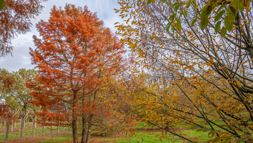 Taxodium distichum mehrstämmige