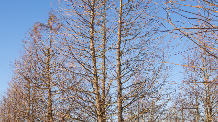 Taxodium distichum mehrstämmige