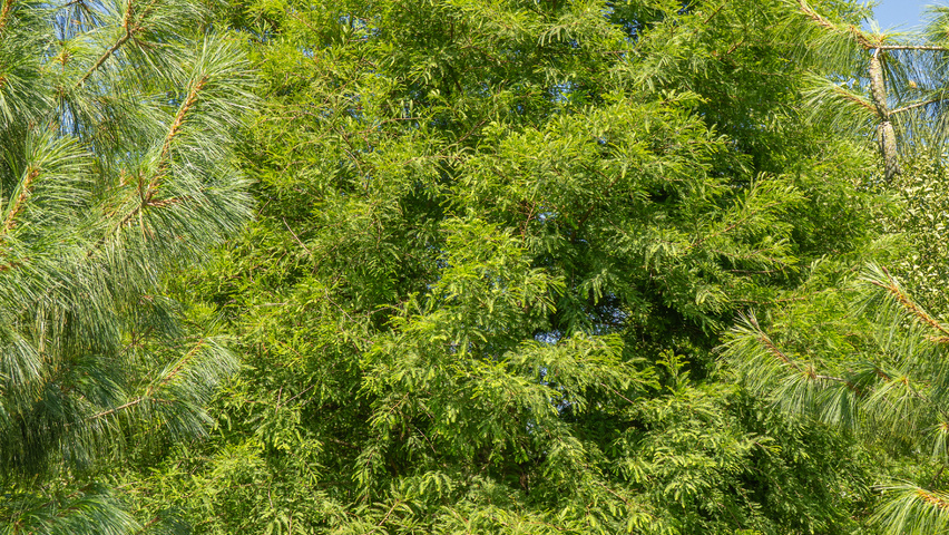 Taxodium distichum mehrstämmige