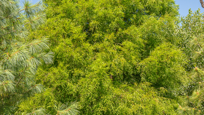 Taxodium distichum mehrstämmige