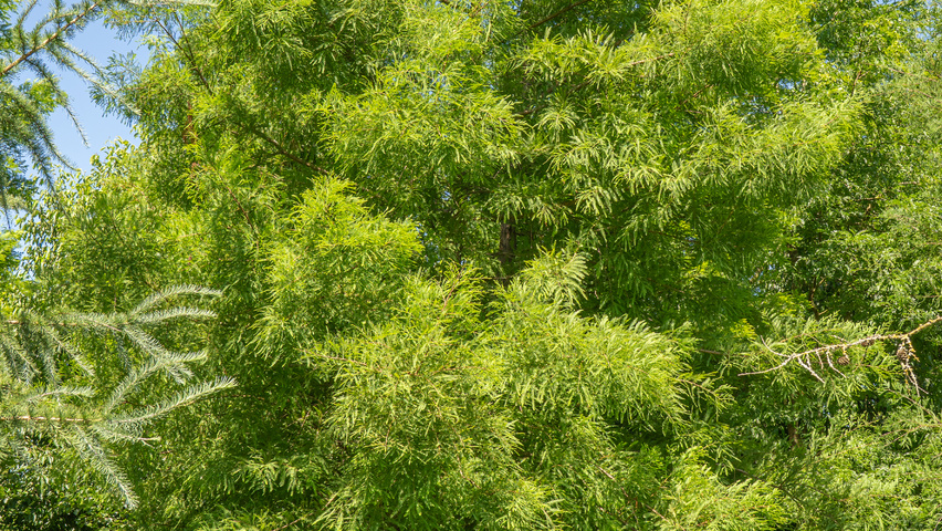 Taxodium distichum mehrstämmige