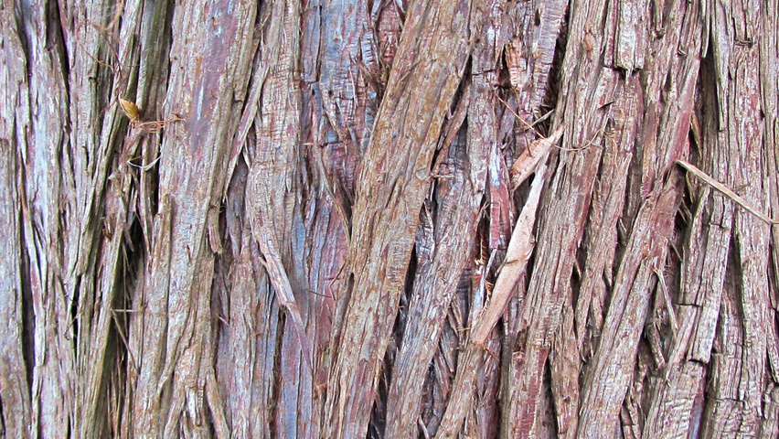 Taxodium distichum 'Nutans' bast