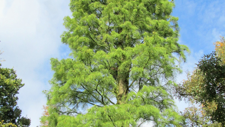 Taxodium distichum 'Nutans' hoogstam