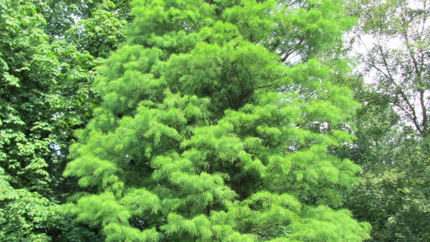 Taxodium distichum 'Nutans' hoogstam