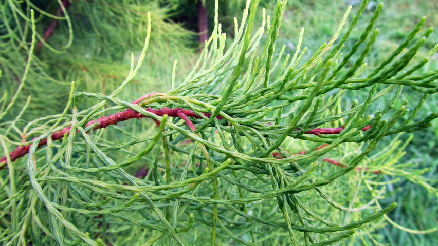 Taxodium distichum 'Nutans' blad