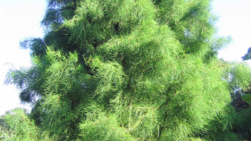 Taxodium distichum 'Nutans' blad