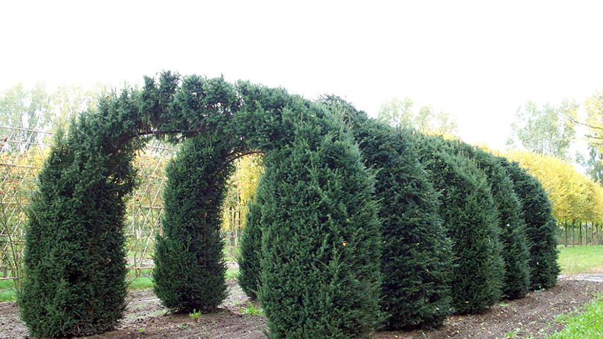 Taxus baccata Torbogen
