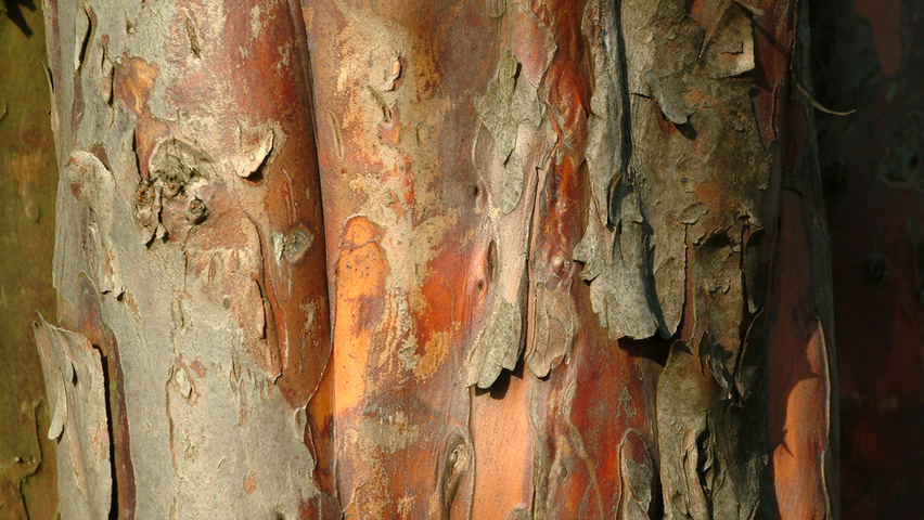 Taxus baccata Rinden