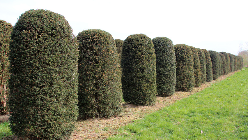 Taxus baccata Bienenkorb