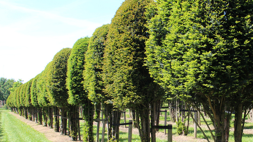 Taxus baccata Bienenkorb