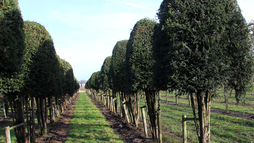 Taxus baccata Bienenkorb