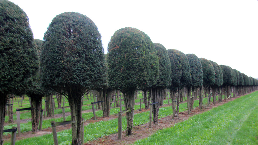 Taxus baccata Bienenkorb