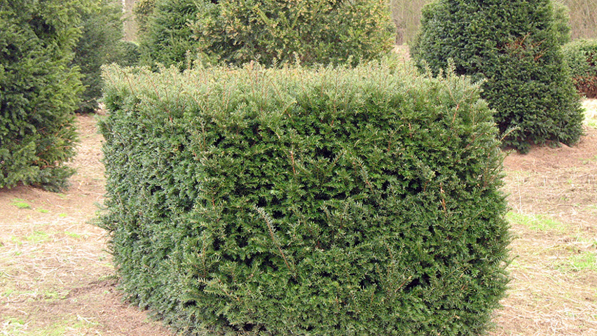 Taxus baccata Kasten/Block