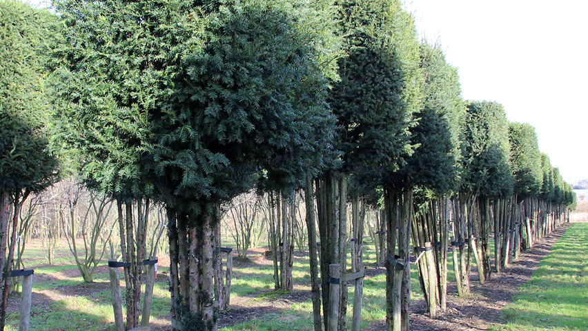 Taxus baccata Kasten/Block