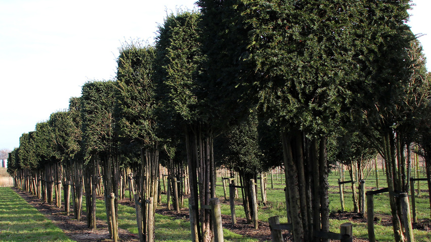 Taxus baccata Kasten/Block