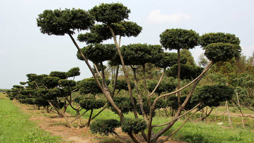 Taxus baccata Bonsai