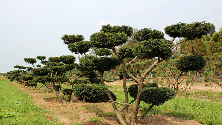 Taxus baccata Bonsai
