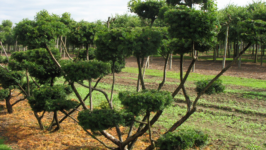Taxus baccata Bonsai