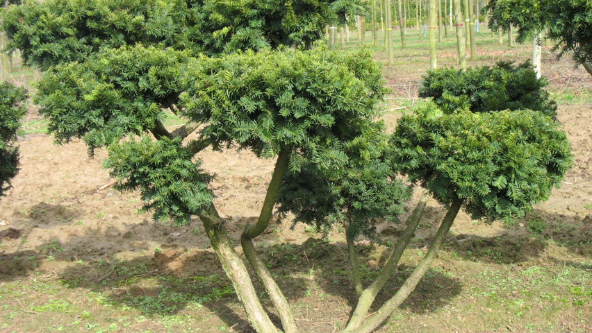 Taxus baccata Bonsai