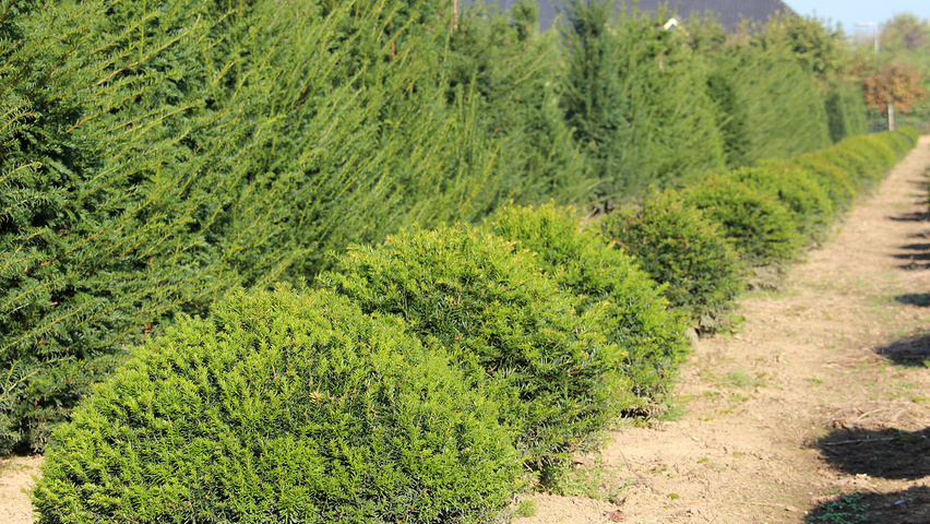 Taxus baccata Schale