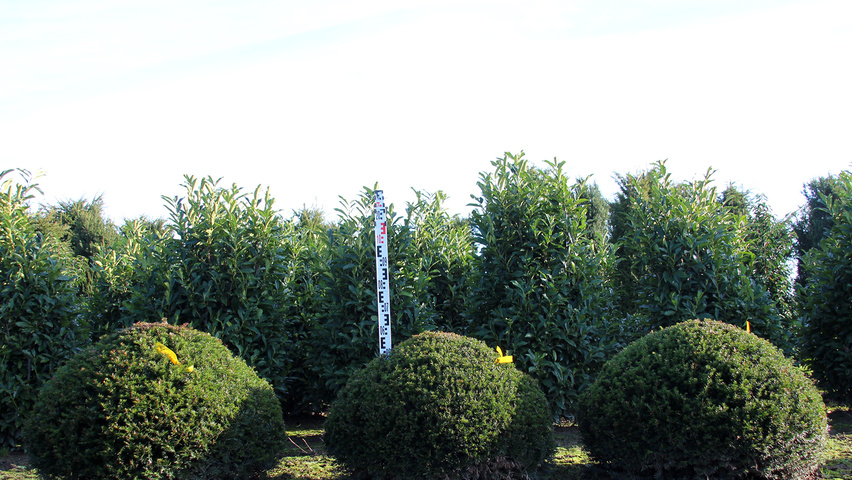 Taxus baccata Schale